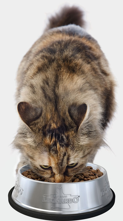 Katze frisst Leonardo Katze frisst Leonardo